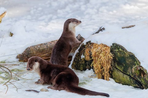 On a sunny day, two otters (Lutra lutra) stand in the snow in front of the roots of a dead tree.