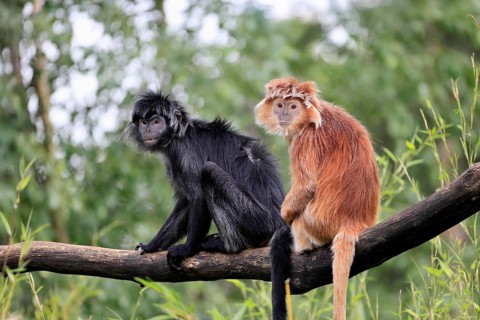 Javan lutung (Trachypithecus auratus), adult, sitting, two Javan lutung, social behaviour, on tree,