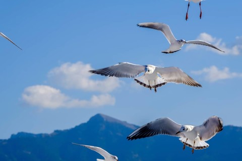 Limenas, Thassos, Greece - Seagulls accompany the Thassos Sea Lines ferry to Limenas. The capital