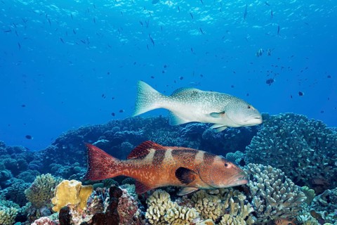 Two colour varieties of spotted rockfish (Plectropomus laevis), Tuamotu Archipelago, French