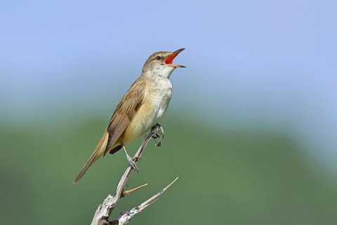Great Reed Warbler (Acrocephalus arundinaceus), with open beak, singing, twittering, sitting on a