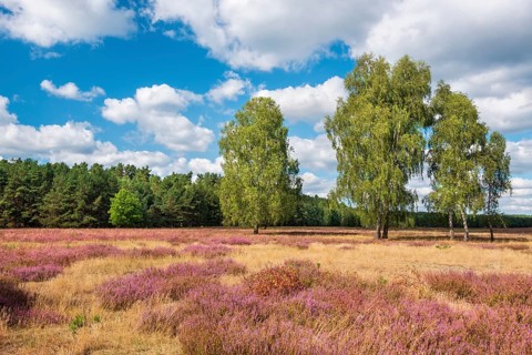 Typical heath landscape under a blue sky with cumulus clouds in summer, flowering heather and birch