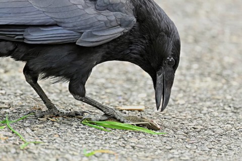 Raven (Corvus corone), with captured sand lizard (Lacerta agilis) in its beak, Switzerland, Europe