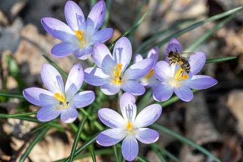 Elfin crocus (Crocus tommasinianus) with honey bee (Apis mellifera), Emsland, Lower Saxony,