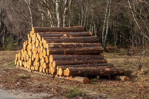 Stack of wooden logs in birch forest in Hagestad Nature Reserve, Ystad Municipality, Skåne County,