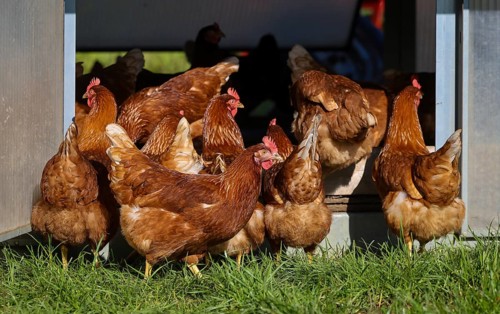 Wesel, North Rhine-Westphalia, Germany, Free-range organic chickens in a meadow in front of a