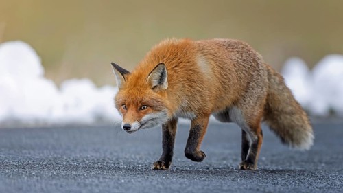 Red fox (Vulpes vulpes), hunting, winter fur, fallen game, looking for food on the road, winter