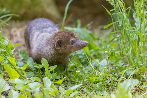 One Common cusimanse, Crossarchus obscurus, walking thru lush tall grass. Some rocks in the