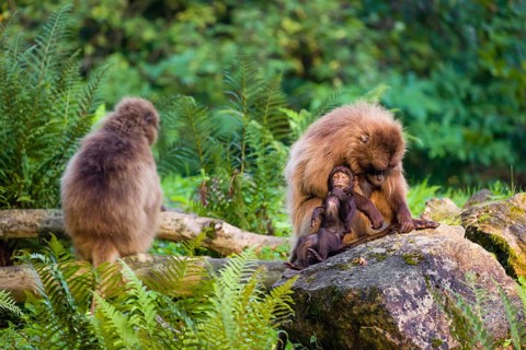 One female Gelada (Theropithecus gelada), or bleeding-heart monkey sits on a rock grooming her baby