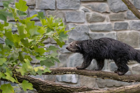 One binturong (Arctictis binturong), or bearcat balancing over branches framed by green leafs