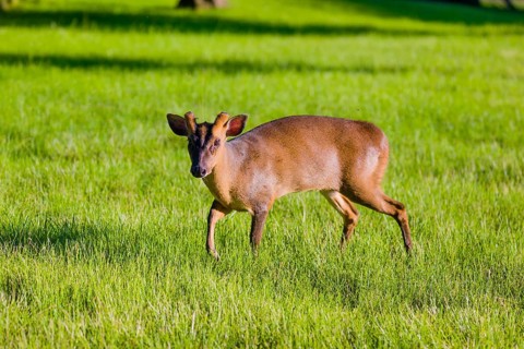 One male Reeves's muntjac (Muntiacus reevesi) on a green meadow