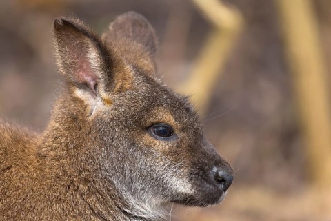 Red-necked wallaby or Bennett's wallaby (Macropus rufogriseus), portrait, with forest in the