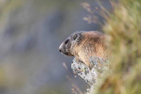 One Alpine Marmot, Marmota marmota, standing in tall grass on a cliff watching for enemies. Distant