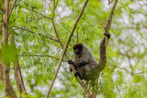 A common woolly monkey, brown woolly monkey, or Humboldt's woolly monkey (Lagothrix lagothricha)
