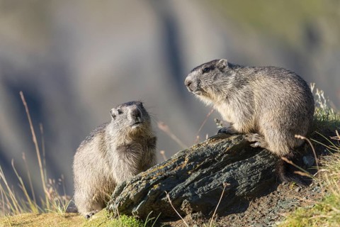 Two young Alpine Marmot, Marmota marmota, standing on a rock in early morning light. Side view.