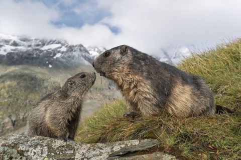 One adult Alpine Marmot, Marmota marmota, and one young marmot sitting on a rock. Green grass,