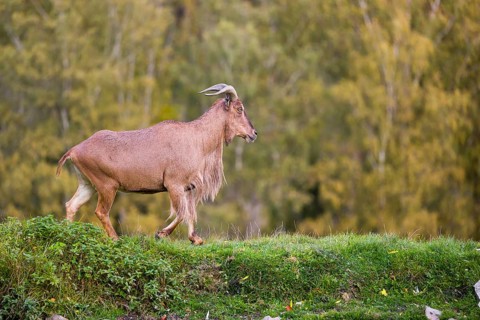 One Barbary sheep (Ammotragus lervia) stands on green hilly ground. A forest is in the background