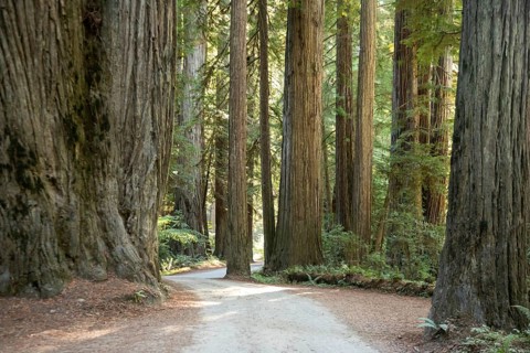 Crescent City, California - Redwood trees (Sequoia sempervirens), the tallest trees in the world,