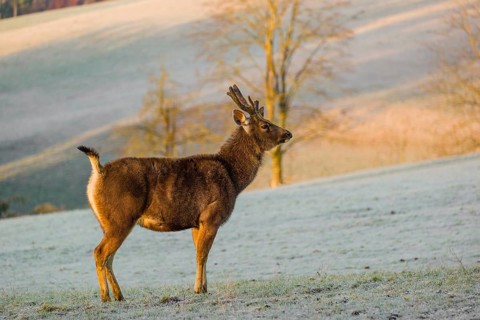 A sambar deer (Rusa unicolor), standing on a frozen meadow in the early morning light