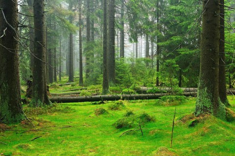 Untouched wilderness in the High Harz, spruce forest from bark beetle infestation, drought and