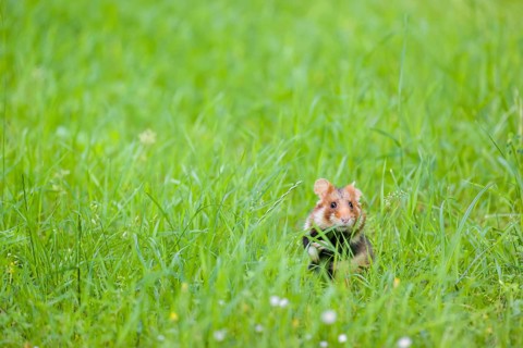 A European hamster (Cricetus cricetus), Eurasian hamster, black-bellied hamster or common hamster,