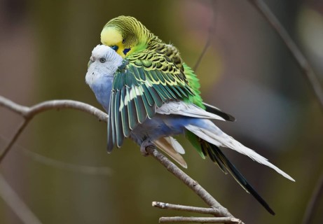Budgerigars, (Melopsittacus undulatus) courtship display