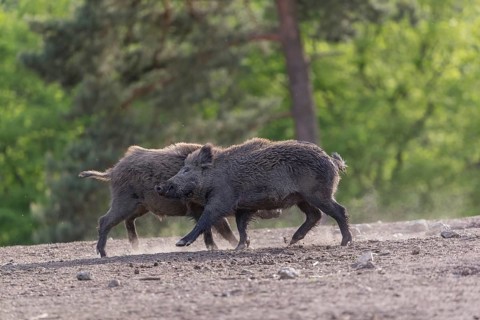 Two young wild boar or wild pig (Sus scrofa), play fighting on an opening, with a green forest in