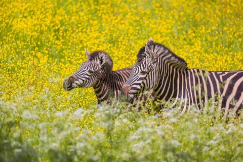 Chapman's zebra (Equus quagga chapmani) grazing on a yellow flowering meadow
