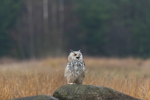 One Siberian Eagle Owl (Bubo bubo sibiricus) sitting on a rock between tall reed grass lakeshore on