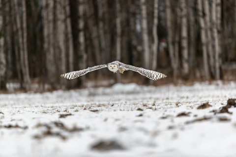 One snowy owl, Bubo scandiacus, Bubo scandiaca, Nyctea scandiaca flying over a snowy meadow with a