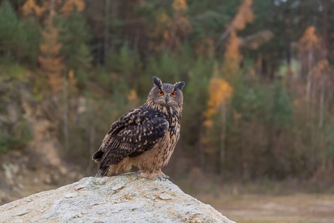 One Eurasian Eagle Owl, Bubo bubo, sitting on a grey rock of a stone quarry, a forest in fall