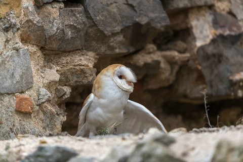 One barn owl (Tyto alba) sitting in a hole in a wall of a ruin of a monastery