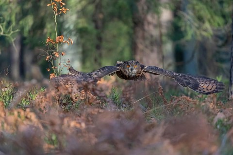 One Eurasian Eagle Owl, Bubo bubo, flying thru a forest with ferns on the ground