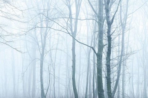 Deciduous forest in fog and frost, Freyburg (Unstrut), Saxony-Anhalt, Germany, Europe