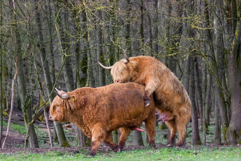 A Highland Cow (Bos (primigenius) in heat mounts a bull