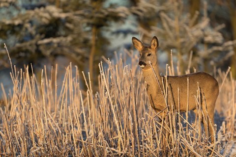Roe deer standing in hoar frosted dead stinging nettle at minus 15 °C at sunrise. Trees and dead