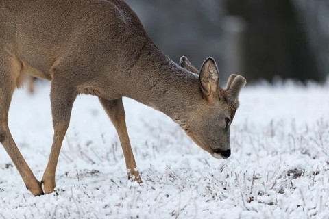 Roe deer standing in hoar frosted dead stinging nettle at minus 15 °C. Trees in background