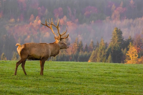 An Altai maral stag, Altai wapiti or Altai elk (Cervus canadensis sibiricus) stands on a meadow in