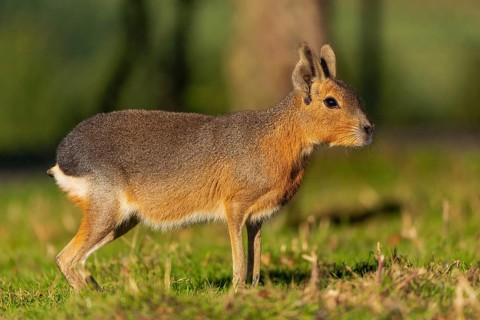 One Patagonian mara (Dolichotis patagonum) stands on a meadow in early morning light