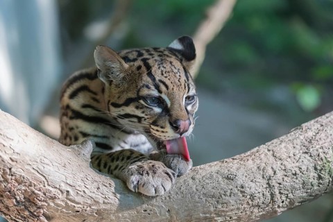 One Ozelot, Leopardus pardalis, licking front legs for cleaning, with green vegetation in the