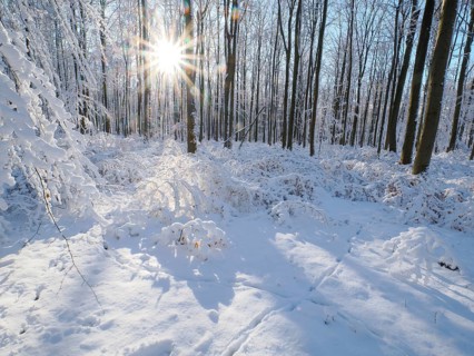 Beech woodland (Fagus sylvatica), trees and undergrowth covered in hoarfrost and snow in winter,