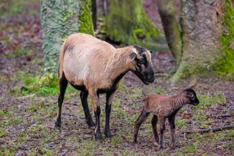 A female Cameroon or Cameroon Dwarf sheep, Ovis gmelini aries, and its lamb stand on a forest edge