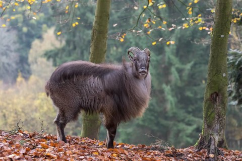 One male Himalayan Tahr (Hemitragus jemlahicus) standing in a forest. Green and yellow forest in