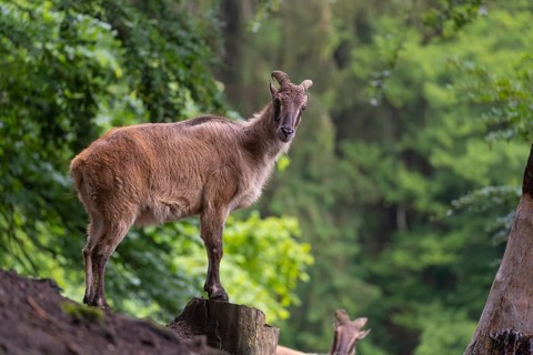 A female Himalayan tahr (Hemitragus jemlahicus) stands on a rock. A dense forest is in the
