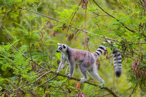A ring-tailed lemur (Lemur catta) stands high up on a branch of tree with fresh green leafs