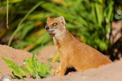 One yellow mongoose, Cynictis penicillata, or red meerkat sitting on sandy terrain