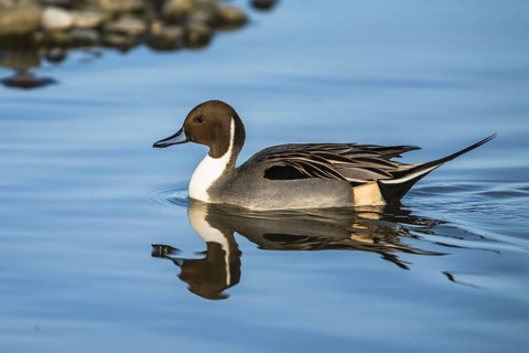 Northern Pintail, Anas acuta, male on winter marshes