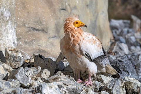 Egyptian Vulture (Neophron percnopterus), sitting on the ground, captive, Alpine Zoo, Innsbruck,