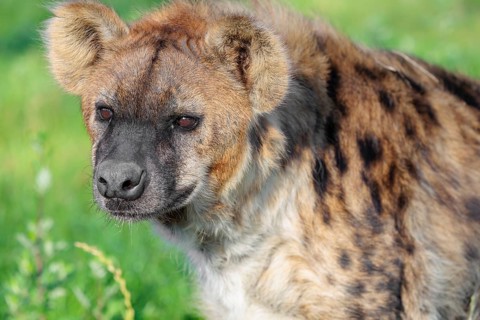 Portrait of a Spotted Hyena (Crocuta crocuta), or Laughing Hyena in beautiful light