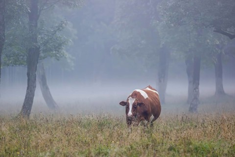 A Holstein Friesian cow stands grazing on a meadow with trees on a foggy day. Eng Valley, Austria,
